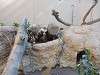 ueno_zoo_0229_mini.jpg