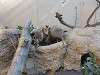 ueno_zoo_0231_mini.jpg