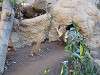 ueno_zoo_0233_mini.jpg