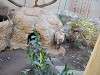 ueno_zoo_0237_mini.jpg