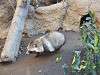 ueno_zoo_0238_mini.jpg