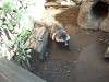 ueno_zoo_0241_mini.jpg