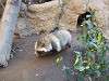 ueno_zoo_0242_mini.jpg