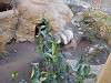 ueno_zoo_0244_mini.jpg