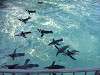 ueno_zoo_0248_mini.jpg