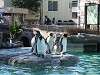 ueno_zoo_0249_mini.jpg