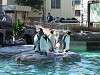 ueno_zoo_0250_mini.jpg
