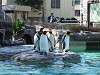 ueno_zoo_0251_mini.jpg