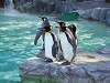 ueno_zoo_0257_mini.jpg