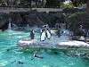 ueno_zoo_0260_mini.jpg