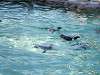 ueno_zoo_0263_mini.jpg