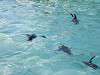 ueno_zoo_0265_mini.jpg