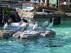 ueno_zoo_0279_mini.jpg