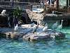 ueno_zoo_0280_mini.jpg