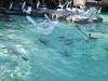 ueno_zoo_0282_mini.jpg