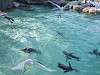 ueno_zoo_0283_mini.jpg