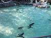 ueno_zoo_0285_mini.jpg