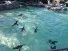 ueno_zoo_0286_mini.jpg