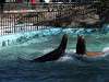 ueno_zoo_0303_mini.jpg