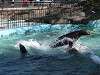 ueno_zoo_0306_mini.jpg