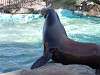 ueno_zoo_0319_mini.jpg