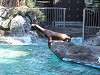 ueno_zoo_0327_mini.jpg