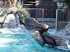 ueno_zoo_0330_mini.jpg