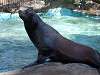 ueno_zoo_0336_mini.jpg