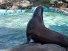 ueno_zoo_0337_mini.jpg