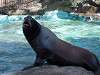 ueno_zoo_0339_mini.jpg