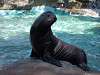 ueno_zoo_0340_mini.jpg