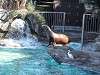 ueno_zoo_0343_mini.jpg