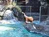 ueno_zoo_0344_mini.jpg