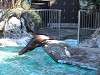 ueno_zoo_0346_mini.jpg
