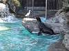 ueno_zoo_0347_mini.jpg