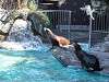 ueno_zoo_0350_mini.jpg