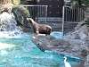 ueno_zoo_0358_mini.jpg