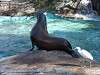 ueno_zoo_0363_mini.jpg