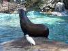ueno_zoo_0365_mini.jpg