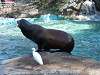 ueno_zoo_0366_mini.jpg