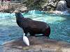 ueno_zoo_0367_mini.jpg
