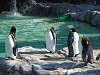 ueno_zoo_0380_mini.jpg