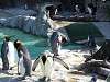 ueno_zoo_0383_mini.jpg