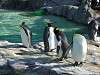 ueno_zoo_0385_mini.jpg
