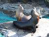 ueno_zoo_0389_mini.jpg