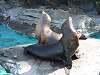 ueno_zoo_0394_mini.jpg