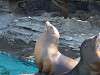 ueno_zoo_0396_mini.jpg