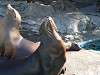 ueno_zoo_0397_mini.jpg