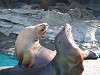 ueno_zoo_0399_mini.jpg
