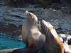 ueno_zoo_0405_mini.jpg